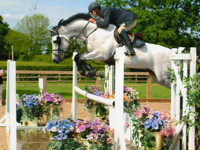 Eventing Horses For Sale